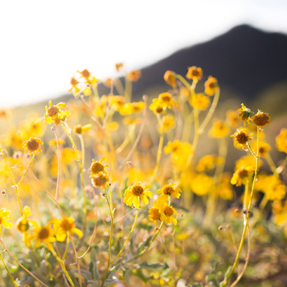 Crop Of Yellow Daisies.