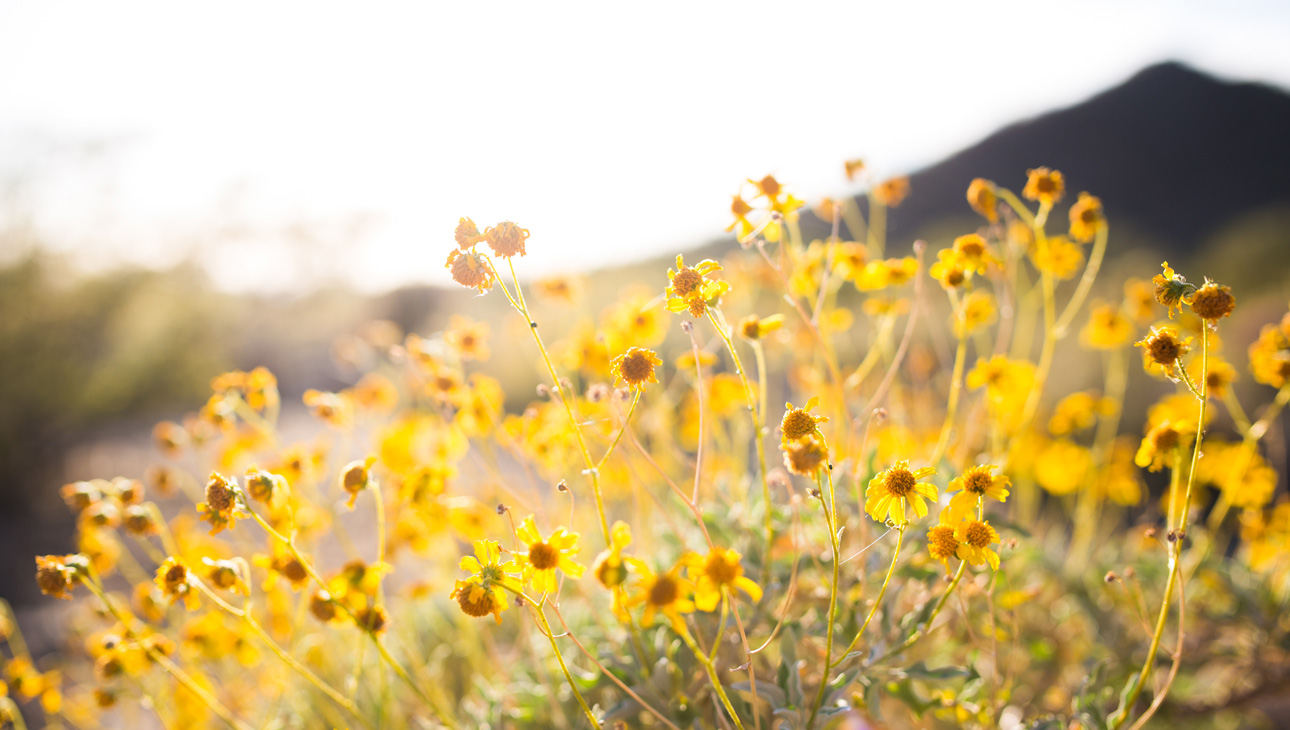 Field Of Yellow Daisies In The Sunshine.